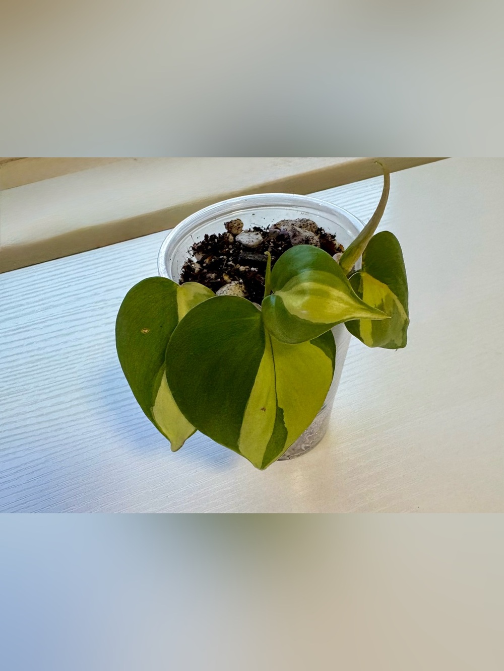 Philodendron Brazil – 3 Rooted Cuttings in Self Watering Setup